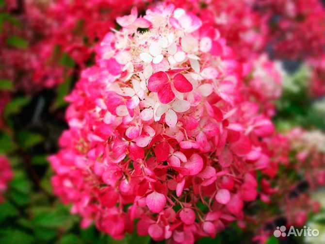 Гортензия саженцы