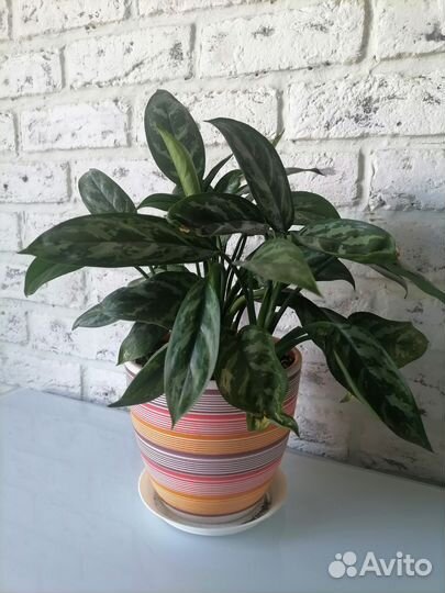 Комнатные цветы