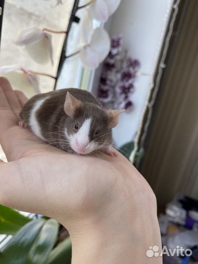 Декоративнеы мыши