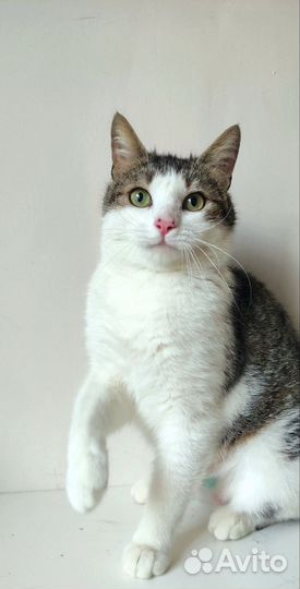 Котик в добрые руки