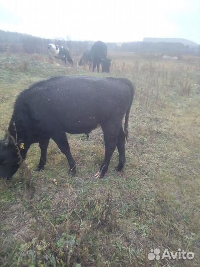 Быки и телки