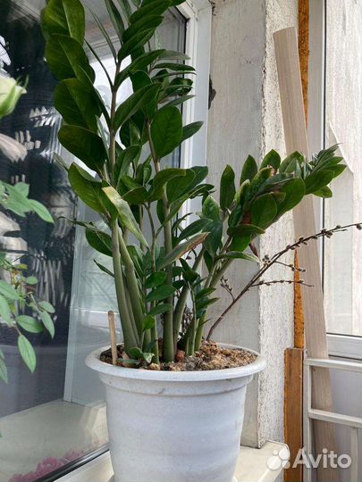 Замиокулькас