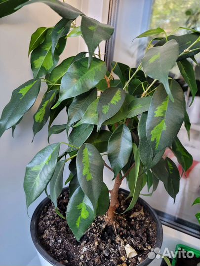 Сортовые фикусы