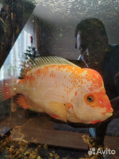 Цихлазома цитроновая