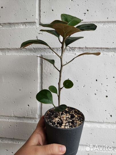 Фикус Голден Ливз