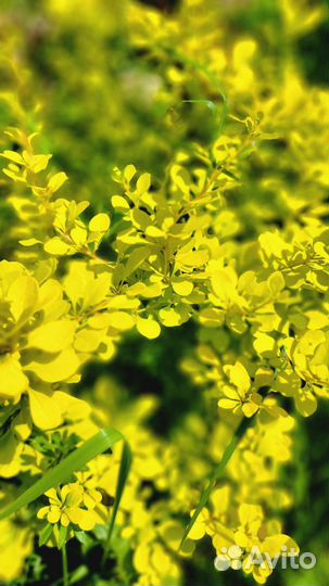 Декоративныйкустарник