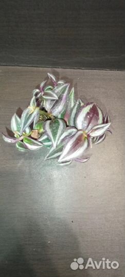 Традесканция Purple Joy