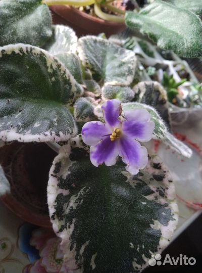 Сортовые фиалки