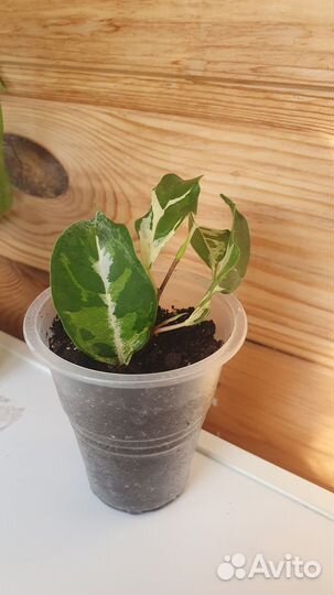 Фикус Керле и Али