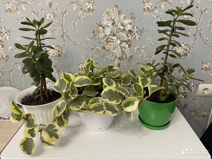 Комнатные цветы толстянка