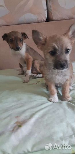 Щенята в добрые руки