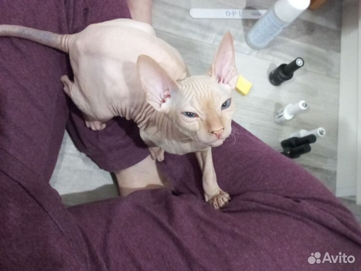 Донской сфинкс котята