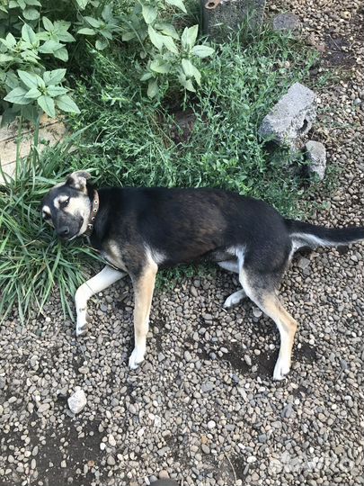 Собачка молодая стерилизованная