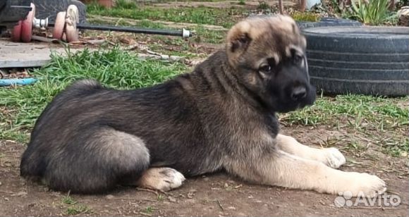 Среднеазиатская овчарка алабай щенки