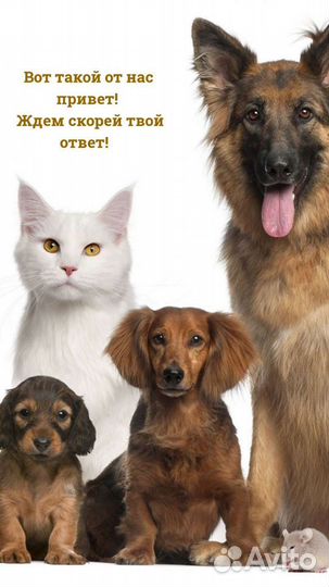 Услуги грумера