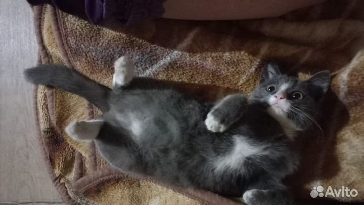 Кошка
