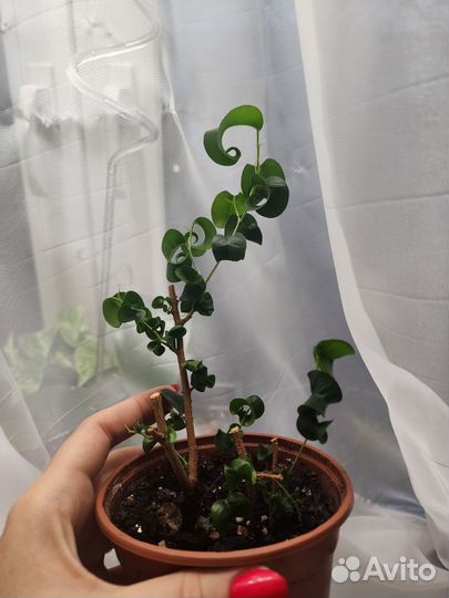 Фикус курчавый