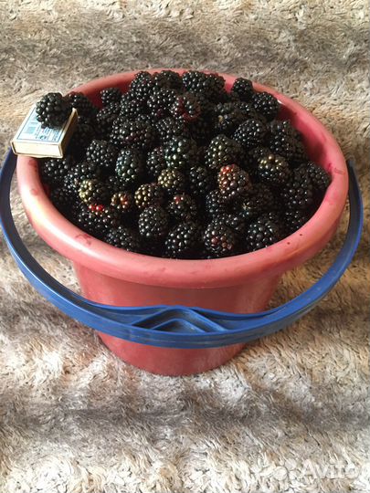 Ежевика Малина Ежемалина Тибетская Жимолость Вишня