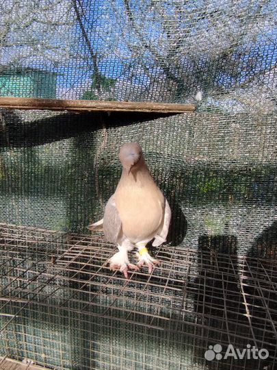 Голуби турецкие такла