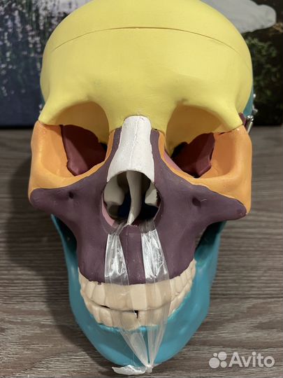 Череп анатомический