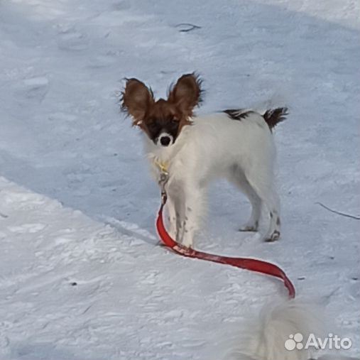 Щенок папийона девочка
