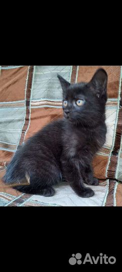 Кошки в добрые руки бесплатно