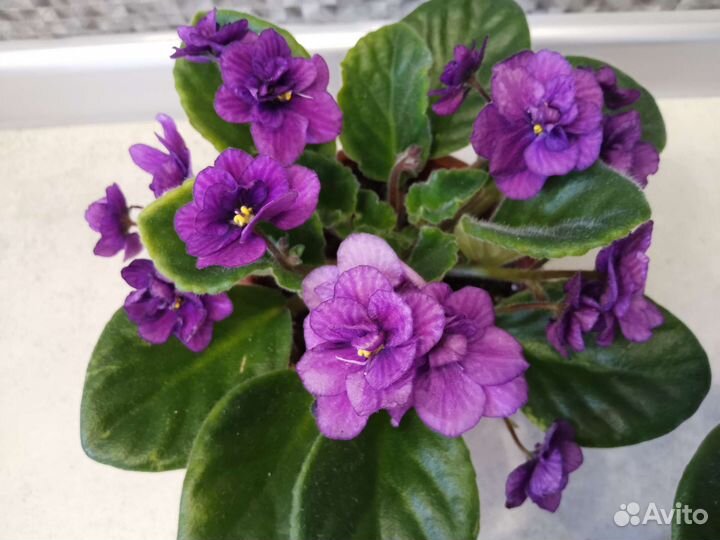 Фиалки цветущие