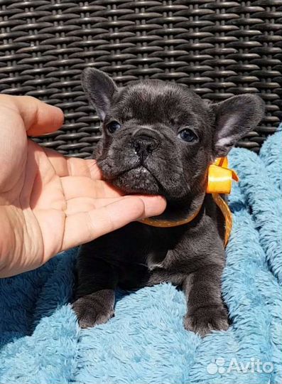 Французский бульдог щенки голубой