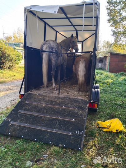 Бюджетная перевозка лошадей крс, мрс и снегоходов