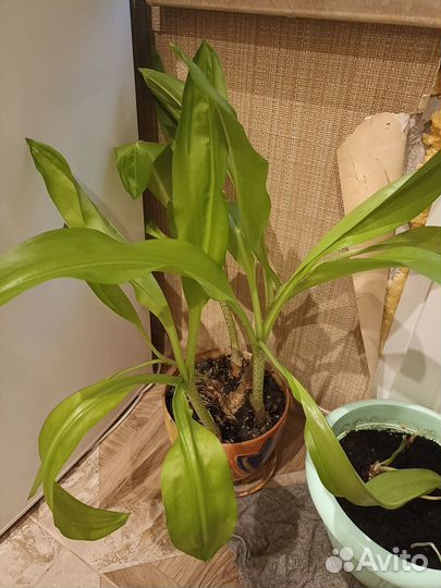 Гемантус Катарины