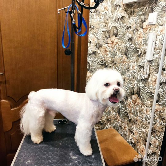 Грумер. Стрижка собак, уход за шерстью