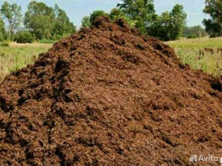 Перегной коровьяк