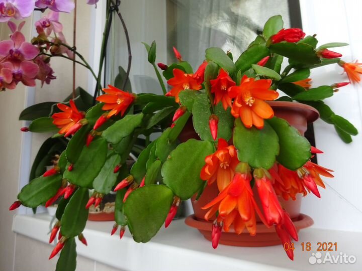 Декабристы и пасхальники