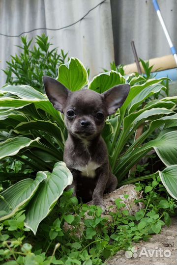 Щенки чихуахуа девочки