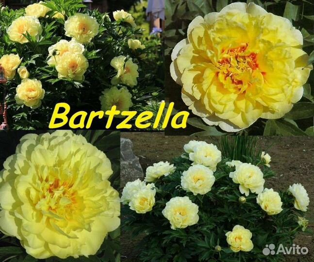 Жёлтый пион Бартзелла в наличии