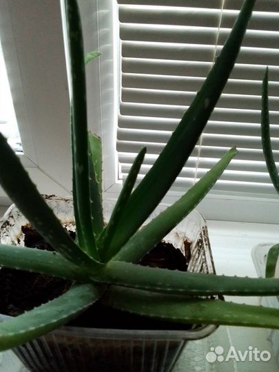 Комнатные цветы алоэ