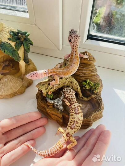 Геккон эублефар