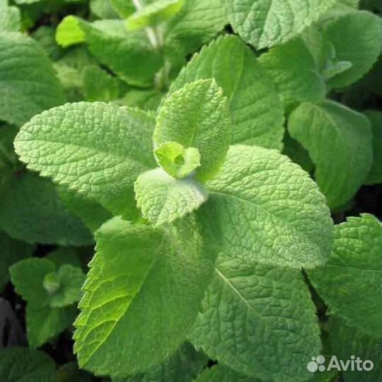 Мята 28 сортов в наличии