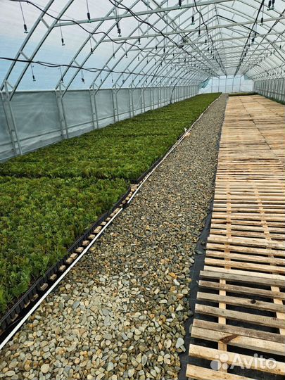 Туя смарагд черенки