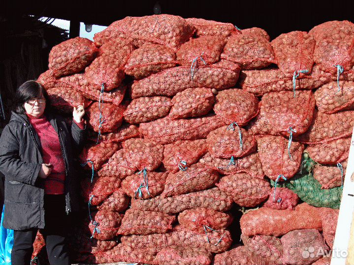 Картофель семенной