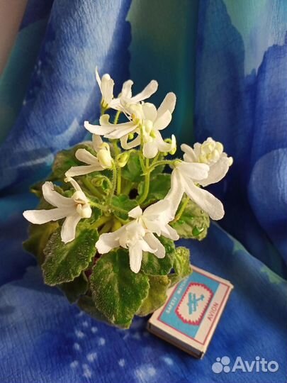 Фиалки сортовые (детки, пасынки)