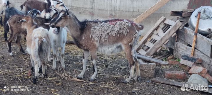 Бычки быки телки козы козлята