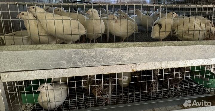 Перепел техасцы несушки, яйцо кур, перепелок