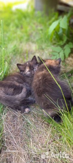 Ищем дом для милых котят