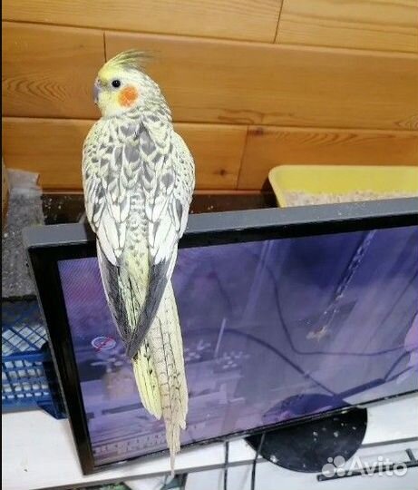 Попугай корелла девочка