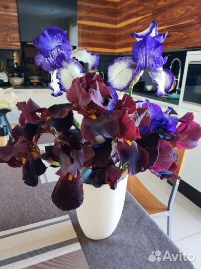 Ирисы бородатые сортовые