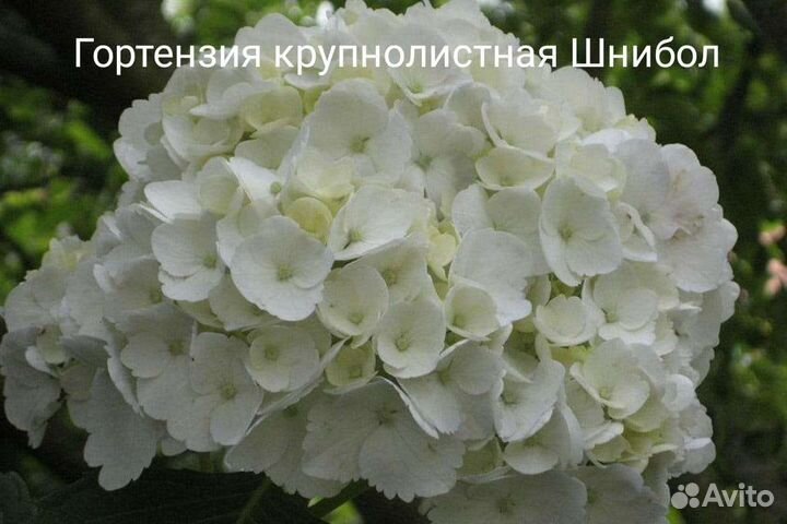 Цветочная и овощная рассада, розы, саженцы