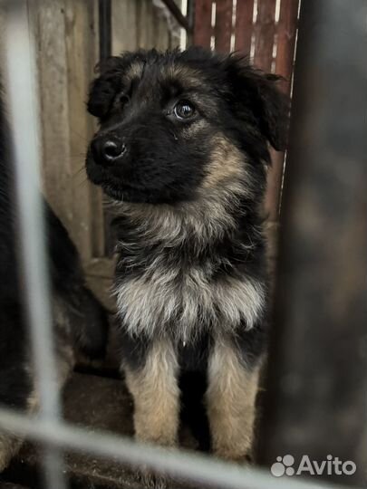 Щенки немецкой овчарки