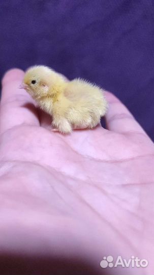 Перепелята суточные