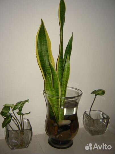 Сансевиерия Лоуренса